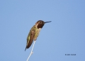 Black-chinned-Hummingbird;Hummingbird;Archilochus-alexandri;One;one-animal;avifa